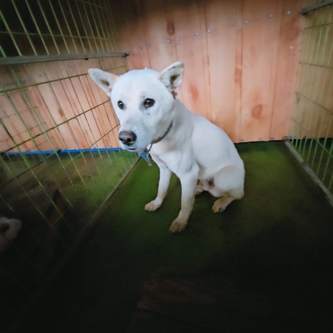 나주유기동물보호센터_446483202401606