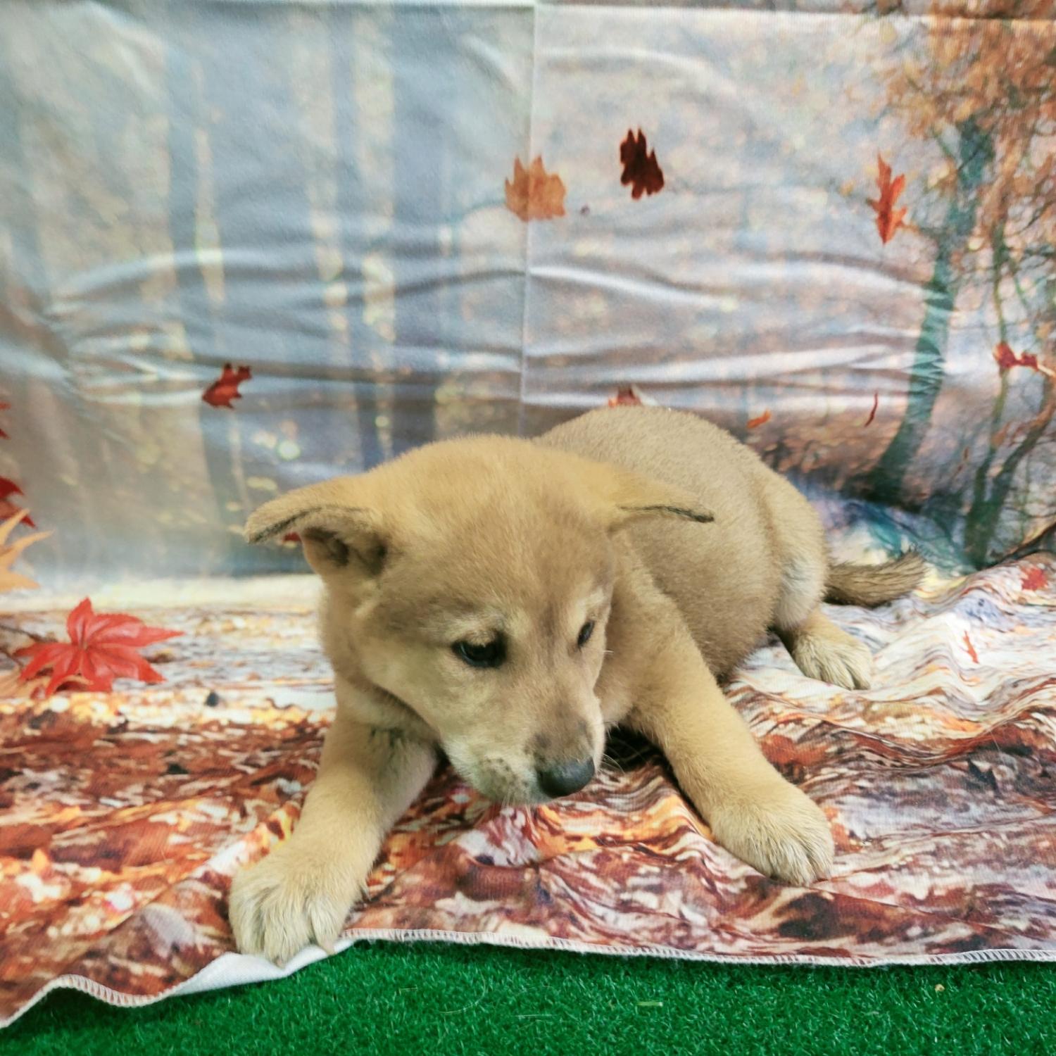 나주유기동물보호센터_446483202401617