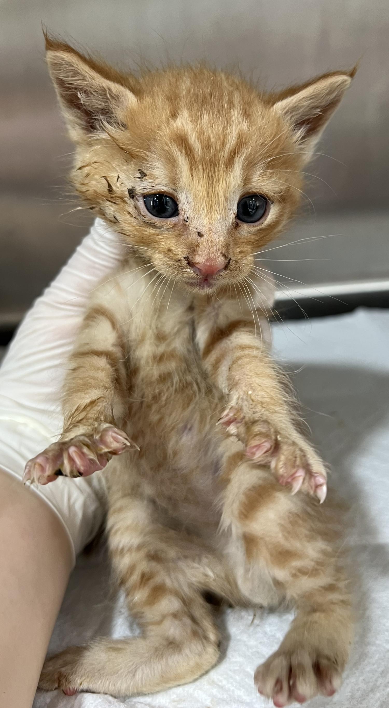 홍익동물병원_411313202400625