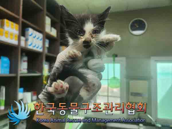 한국동물구조관리협회_411300202400438