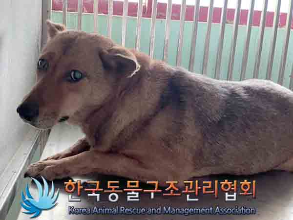 한국동물구조관리협회_411300202400437