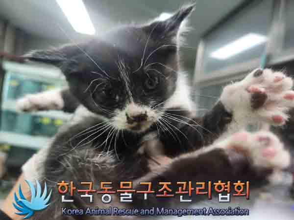 한국동물구조관리협회_411300202400439
