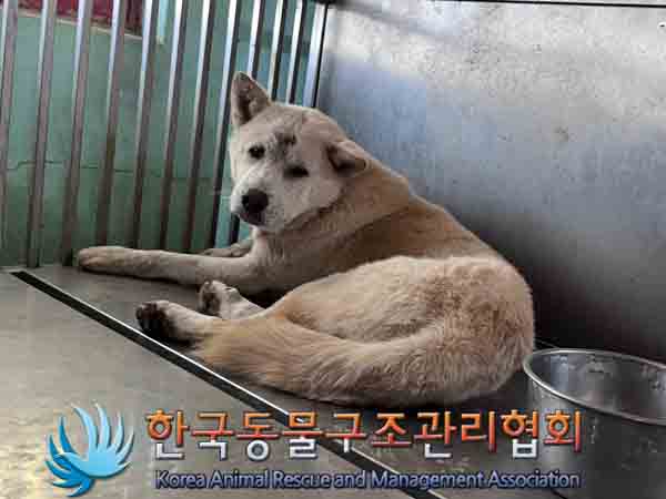 한국동물구조관리협회_441409202401545