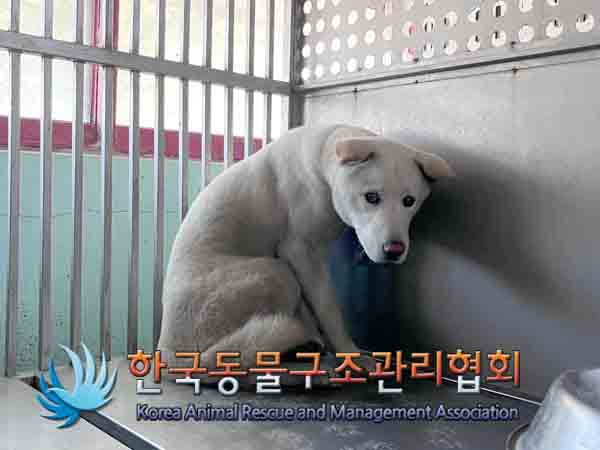 한국동물구조관리협회_441409202401544