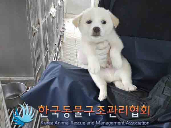 한국동물구조관리협회_441560202401278
