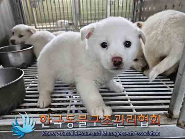 한국동물구조관리협회_441560202401276