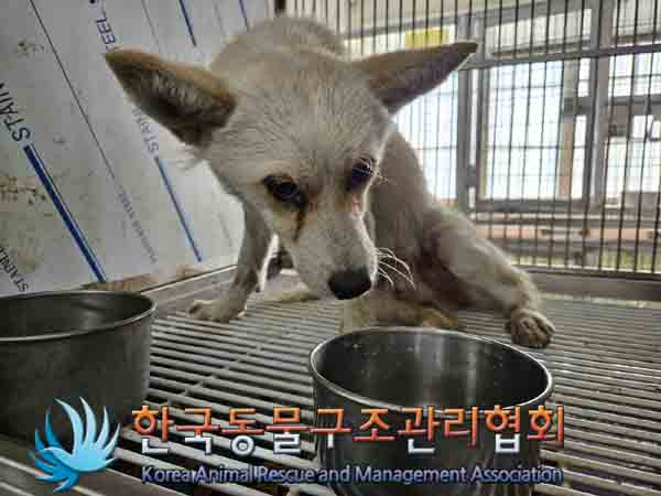 한국동물구조관리협회_441560202401272