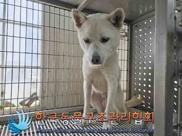 한국동물구조관리협회_441406202401751