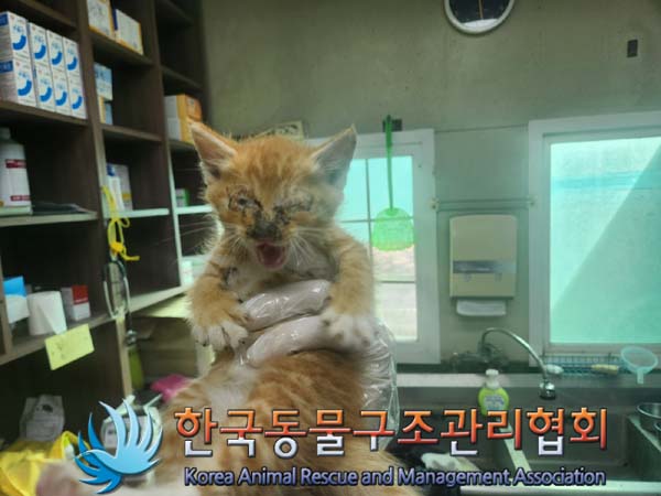 한국동물구조관리협회_441409202401540