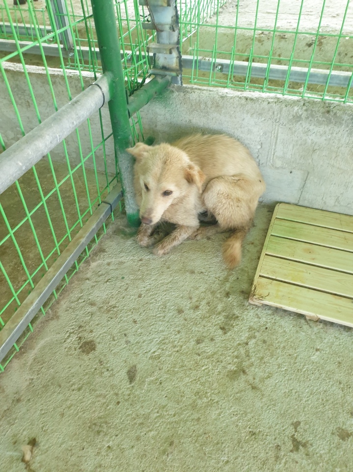 장성군동물보호센터_446498202400333