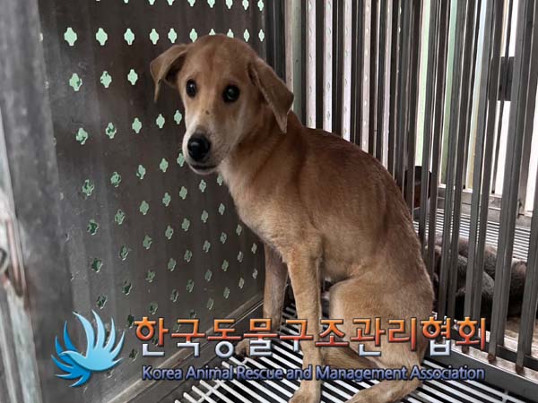 한국동물구조관리협회_441409202401538