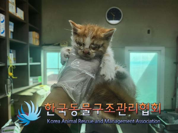 한국동물구조관리협회_441409202401541