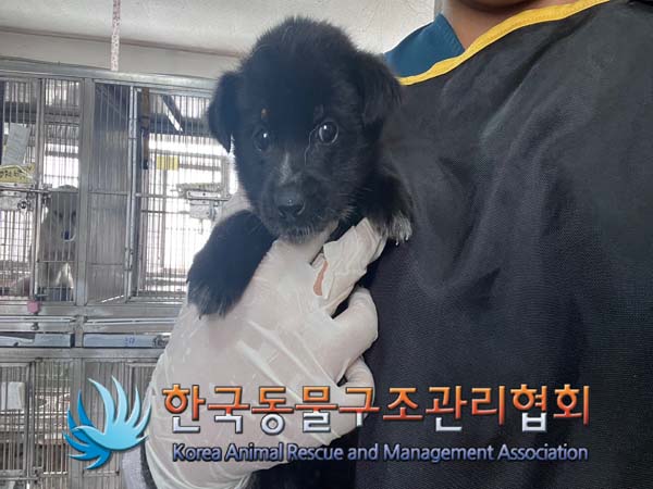 한국동물구조관리협회_441406202401753