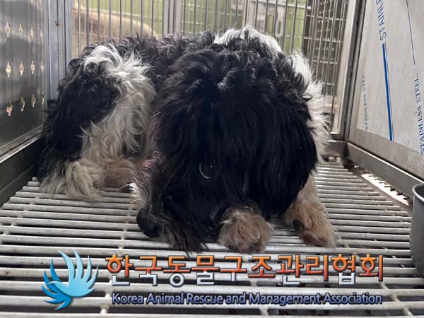 한국동물구조관리협회_441560202401280