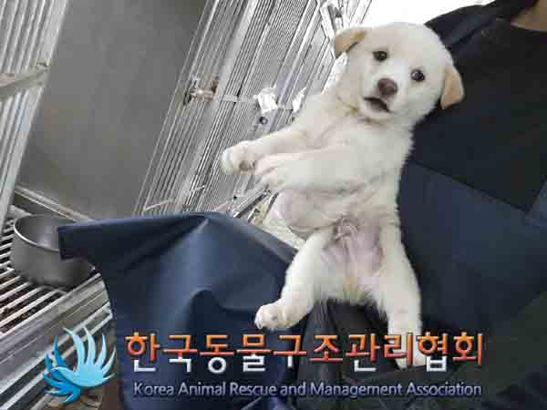 한국동물구조관리협회_441560202401277