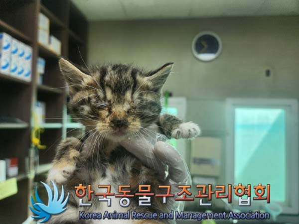 한국동물구조관리협회_441409202401543
