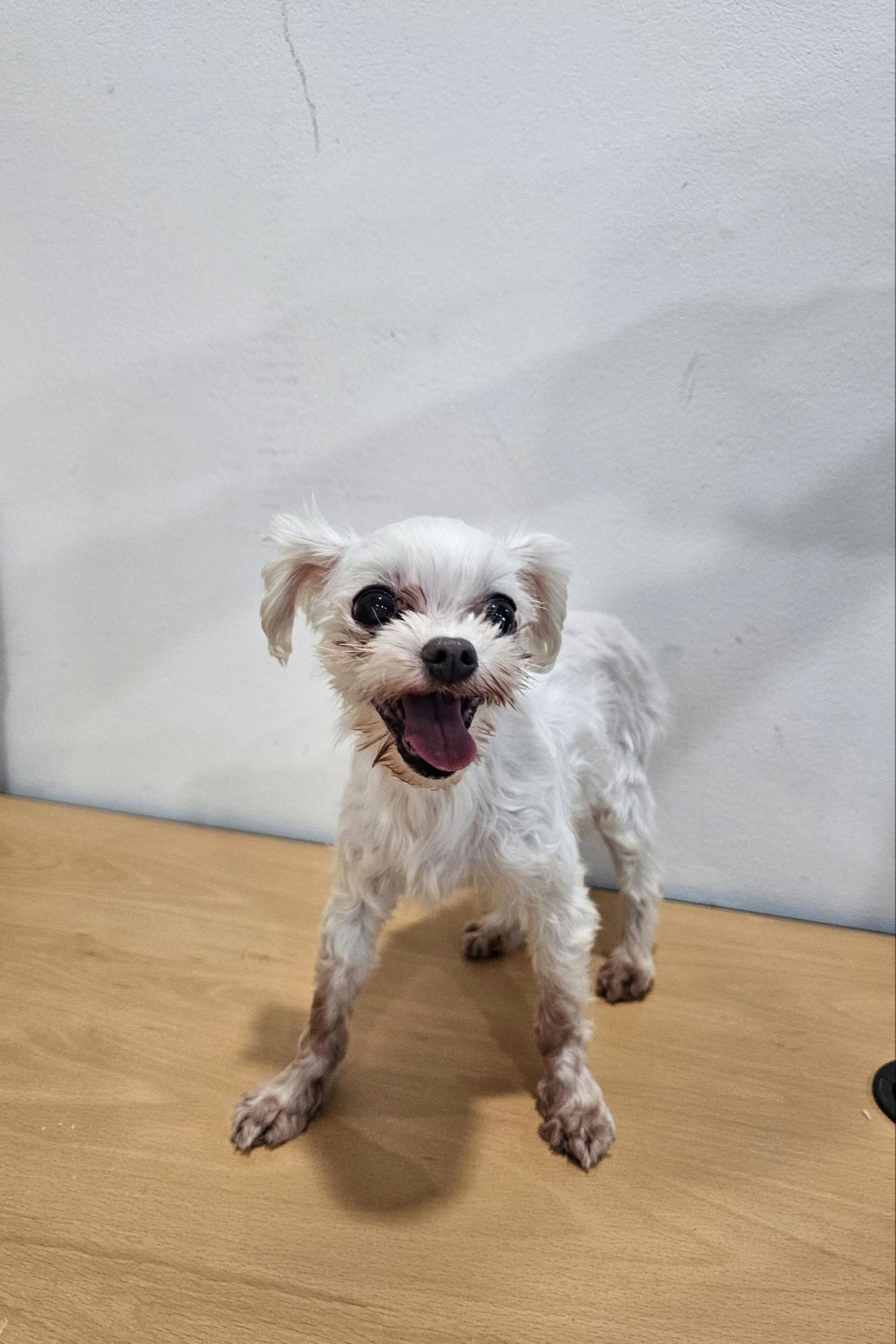 반려동물보호센터_443571202402825