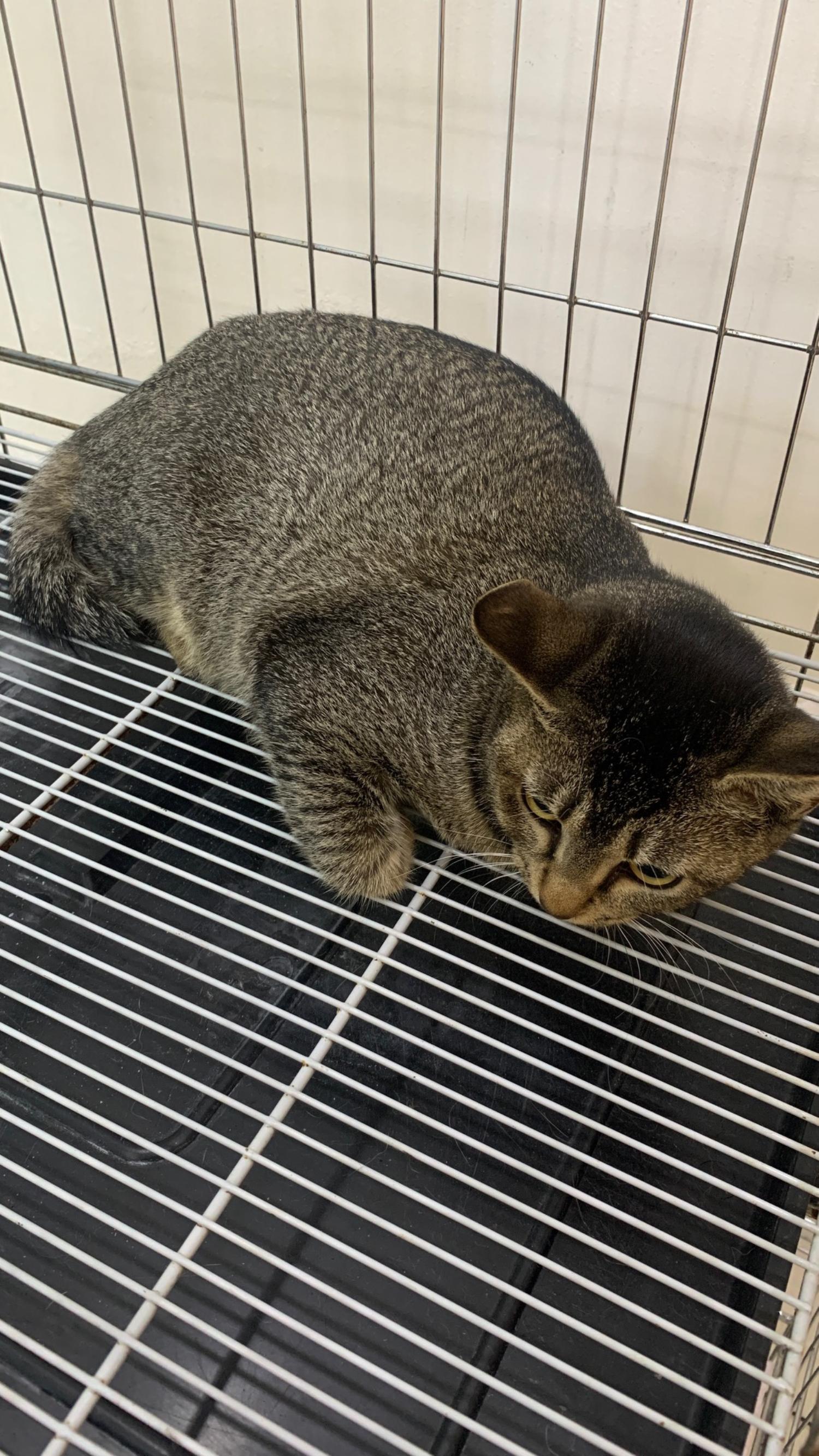 늘푸른동물병원_428354202401265