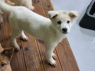 영천유기동물보호센터_447510202400778