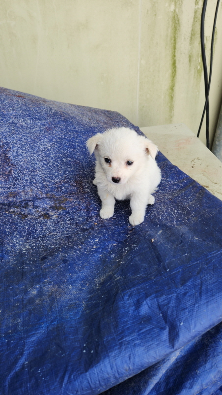 익산유기동물보호소_445468202402841