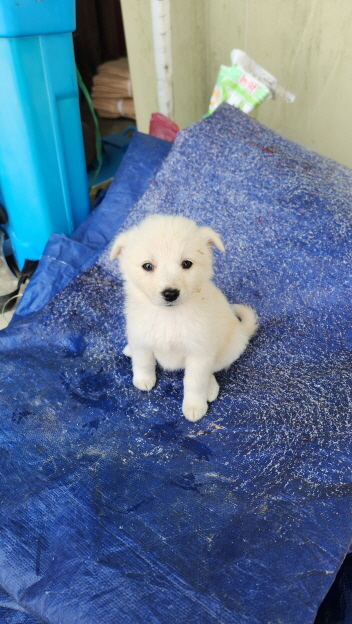 익산유기동물보호소_445468202402839