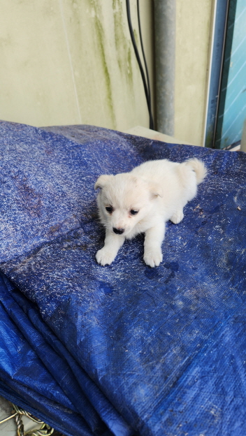 익산유기동물보호소_445468202402840