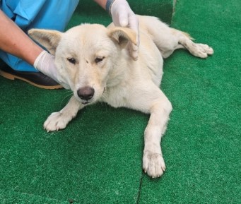 제주 동물보호센터_450650202403086