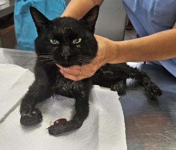 제주 동물보호센터_450650202403096