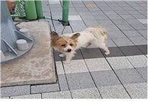 (사)동물보호관리협회_448535202401267