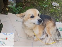 대전동물보호센터_430367202400745