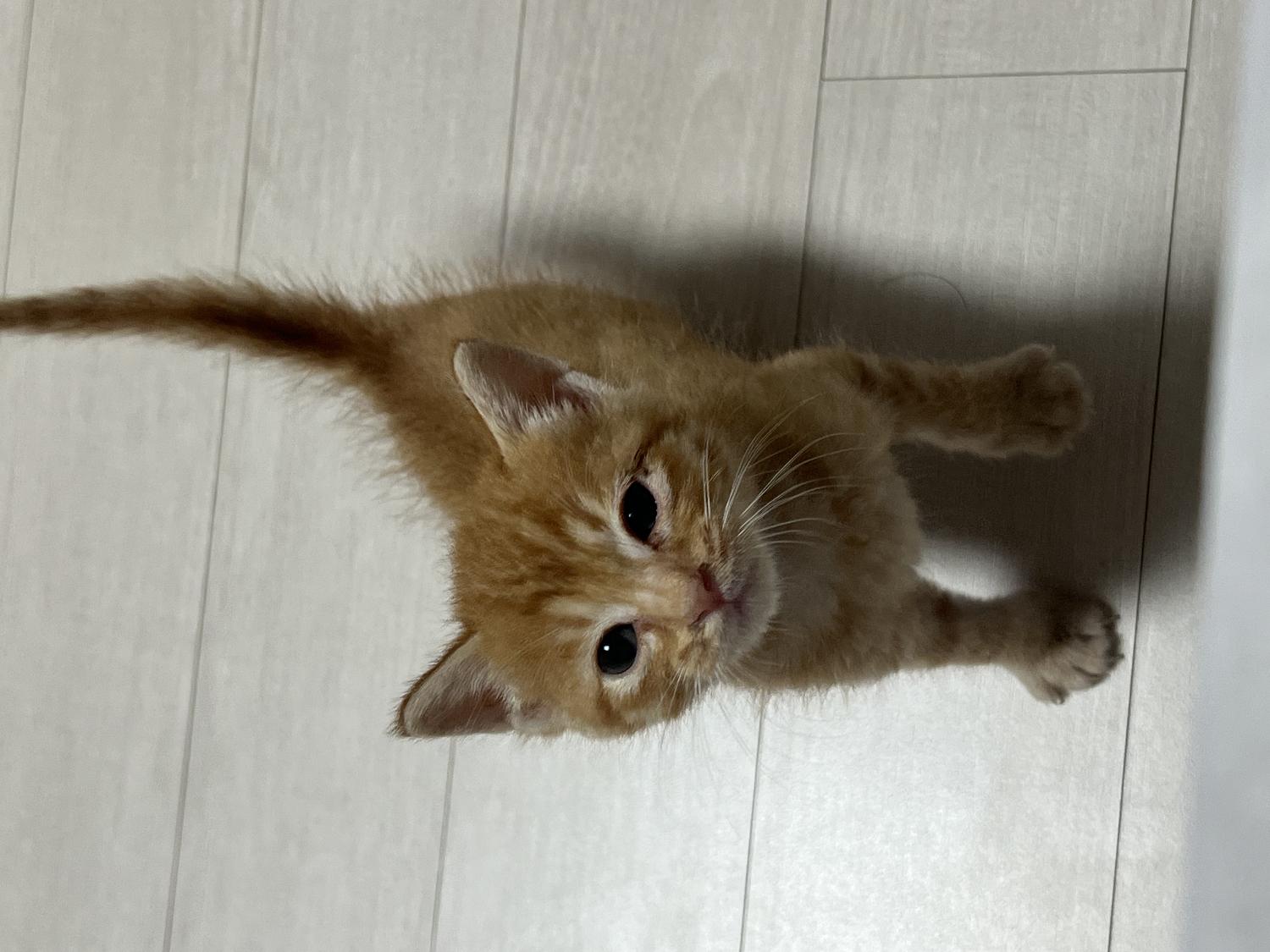 보호중 한국 고양이…