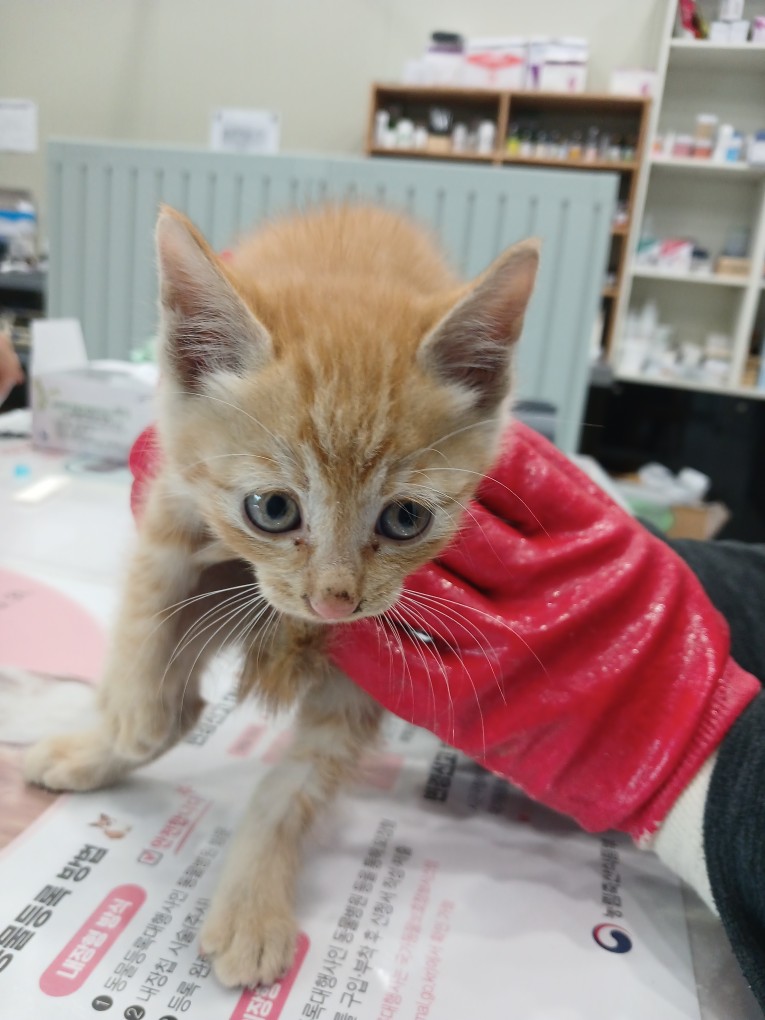 진안군유기동물보호소_445473202400601