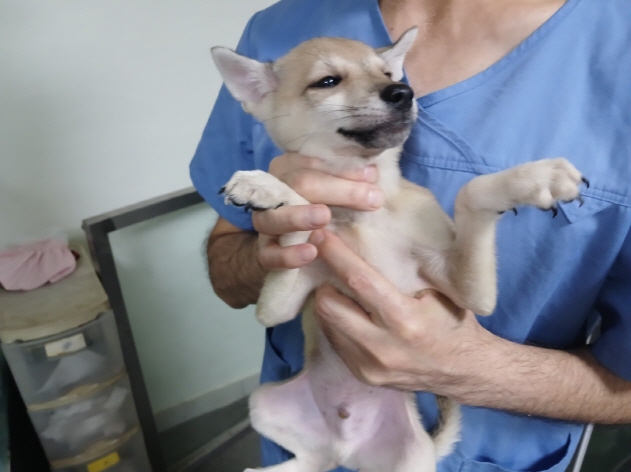 효자동물병원_445464202403240