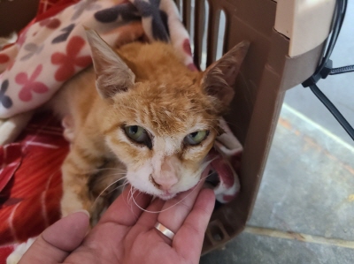 동부유기동물보호협회_426333202400658