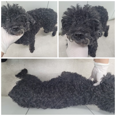 논산시 동물보호센터_444454202400981