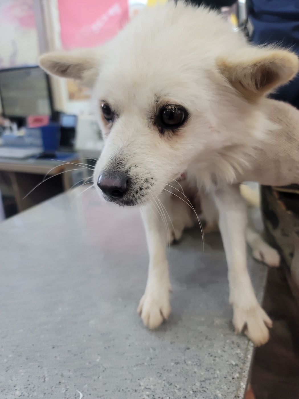 증평 가정견 훈련소_443445202400593