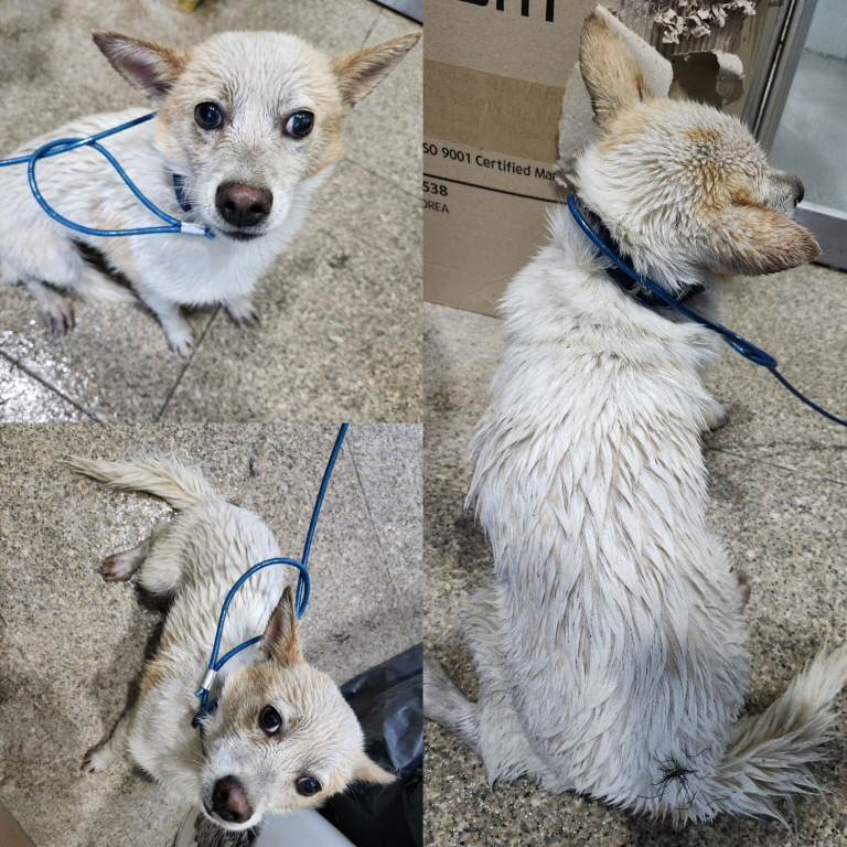 당진시동물보호소_444568202400987
