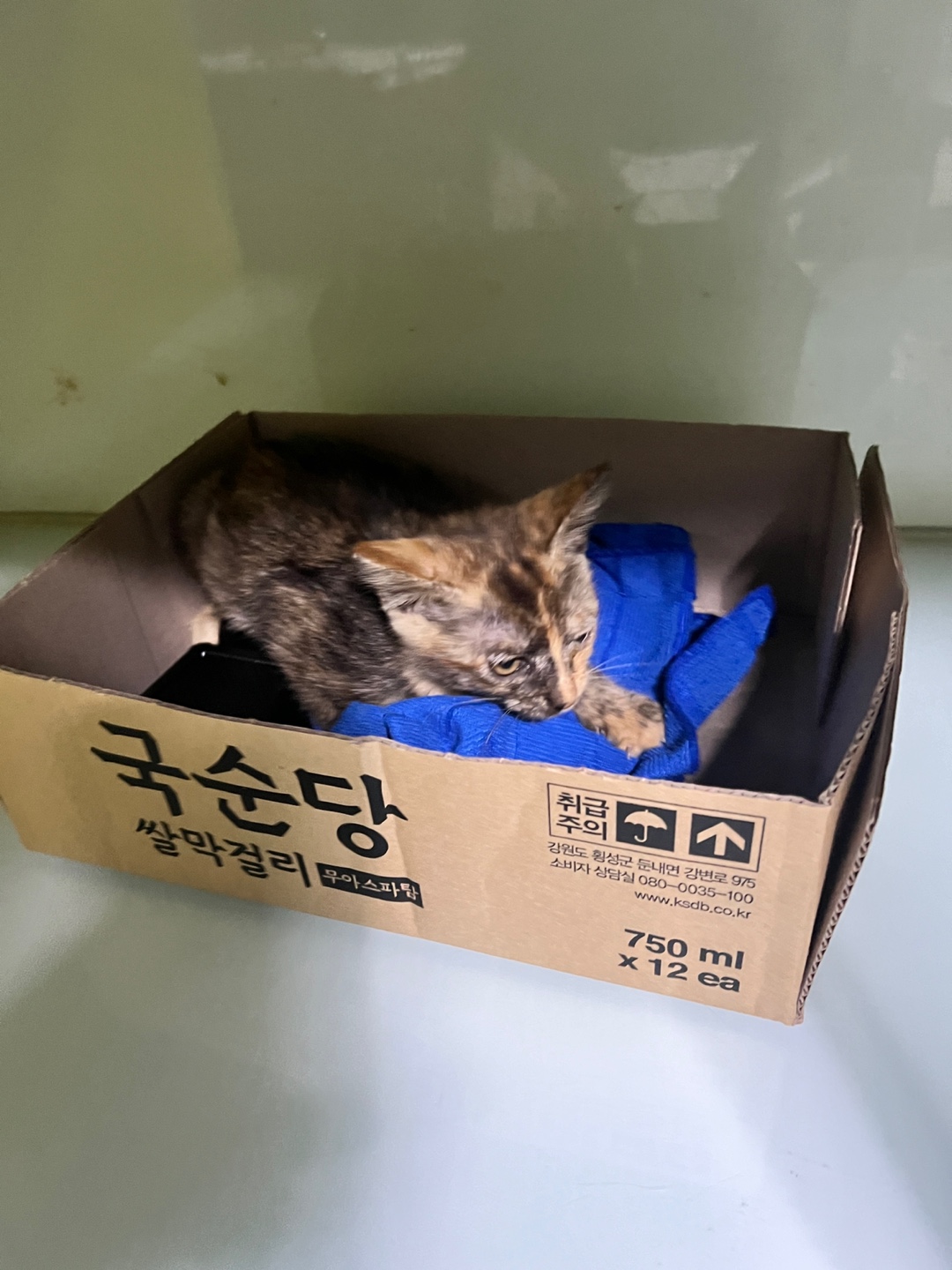 부산동물보호센터_426328202400444