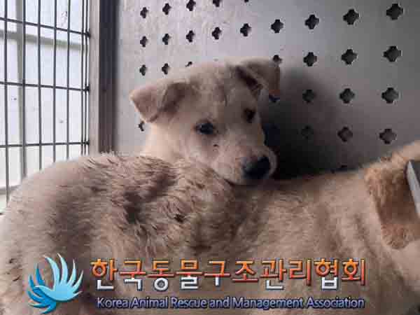 한국동물구조관리협회_441409202401547