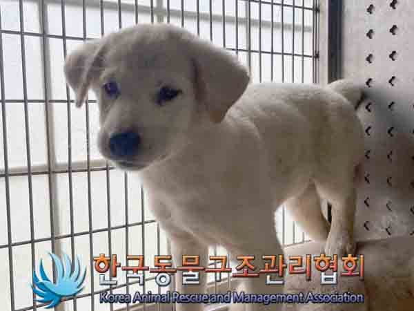 한국동물구조관리협회_441409202401546