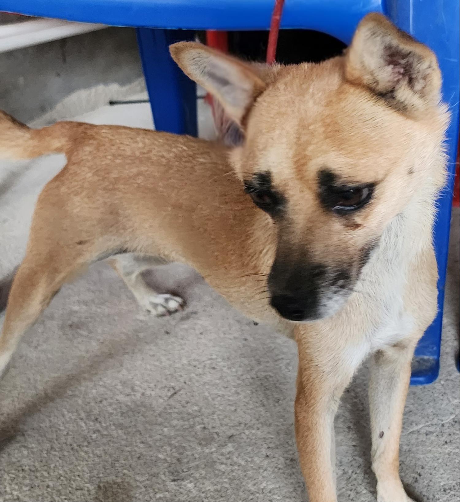 상주시 동물보호센터_447511202401564
