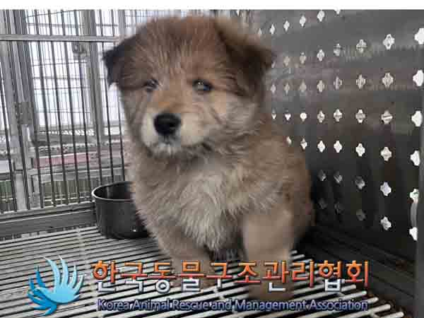 한국동물구조관리협회_441559202401084