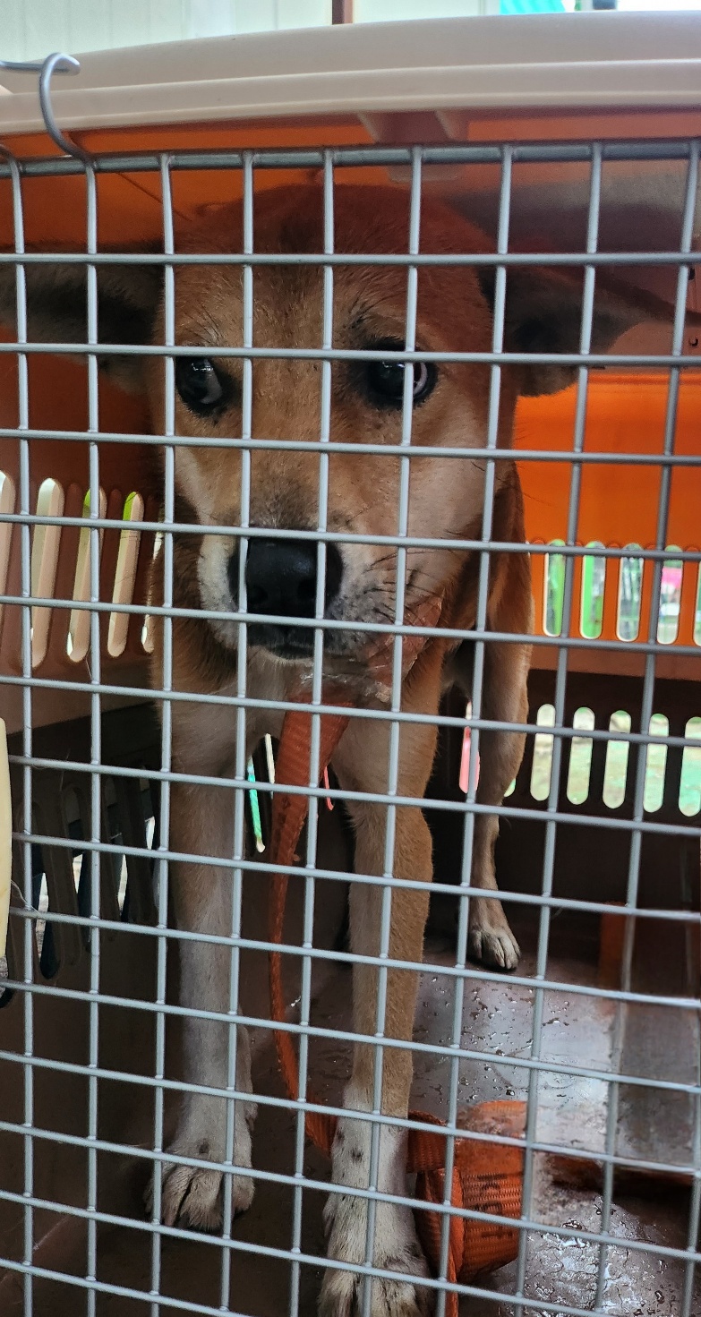 울산유기동물보호센터_431373202401525