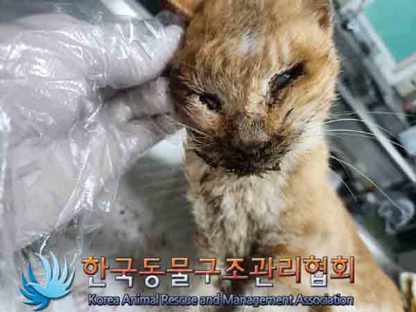 한국동물구조관리협회_441559202401085