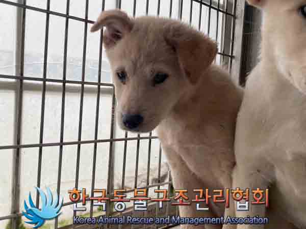 한국동물구조관리협회_441409202401548