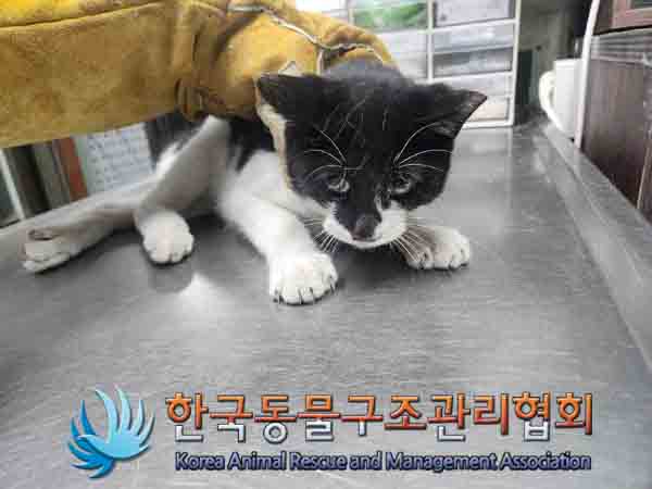 한국동물구조관리협회_411300202400440