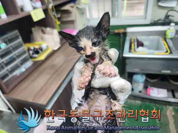 한국동물구조관리협회_411311202400897