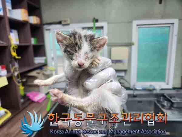 한국동물구조관리협회_441406202401782