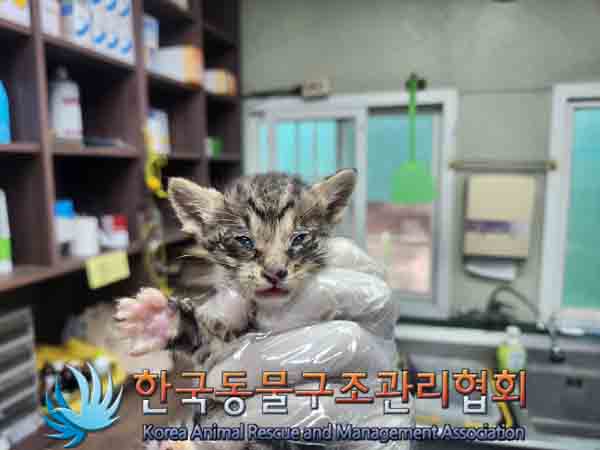 한국동물구조관리협회_441406202401784