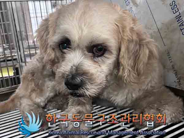 한국동물구조관리협회_441560202401281